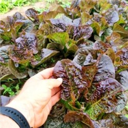 Ирландский Салат Маленький Леприкон — Little Leprechaun Lettuce (50 семян)