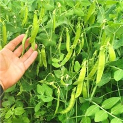 Карликовый Снежный Горошек Норли Мангетоут — Norli Mangetout Pea (10 семян)
