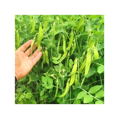 Карликовый Снежный Горошек Норли Мангетоут — Norli Mangetout Pea (10 семян)