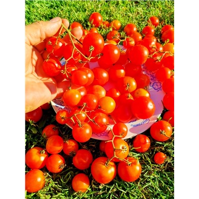 Помидоры Ягодный Ковёр — Berry Carpet Tomato (10 семян)