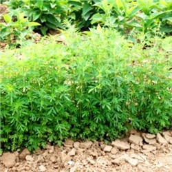 Китайская Мелисса Цзин Цзе Суй (Jing Jie) — 荆芥 — Schizonepeta Tenuifolia (20 семян)