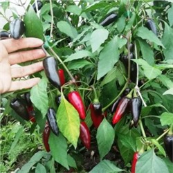 Перец Халапеньё Чёрный — Jalapeno Black ,(10 семян)