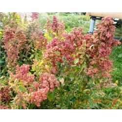 Киноа (Quinoa) — Зерновая Лебеда — Смесь Раннеспелых Сортов (300 семян)