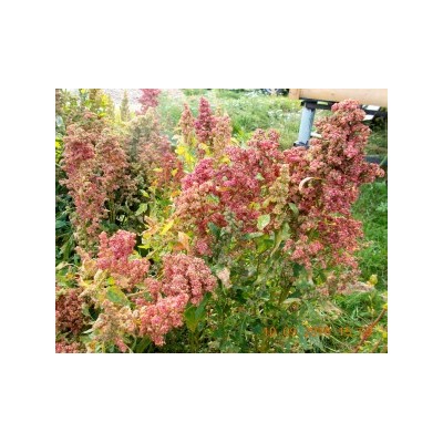 Киноа (Quinoa) — Зерновая Лебеда — Смесь Раннеспелых Сортов (300 семян)