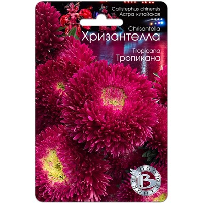 Астра китайская Хризантелла Тропикана