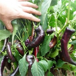 Перец сладкий Purple Marconi — Маркони Фиолетовый (10 семян)