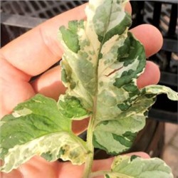 Пестролистные Помидоры Гендальф — Gandolf Variegated Tomato (10 семян)