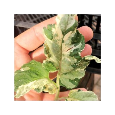 Пестролистные Помидоры Гендальф — Gandolf Variegated Tomato (10 семян)