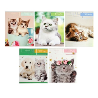Комплект тетрадей из 5 штук, 48 листов в клетку Calligrata «Котята», обложка мелованный картон, блок офсет