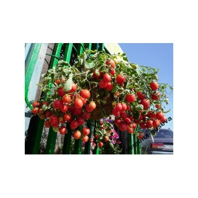 Помидоры для подвесных корзин, ампельные — Garden Pearl (10 семян)