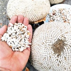 Белый Элефант Подсолнечник — White Elephant Sunflower (10 семян)