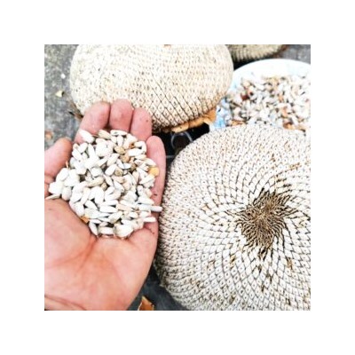Белый Элефант Подсолнечник — White Elephant Sunflower (10 семян)