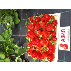 Азия (крупномер), 6 шт.