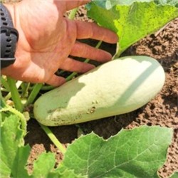 Цукино Белый из Триеста — Bianca di Trieste Zucchino (5 семян)