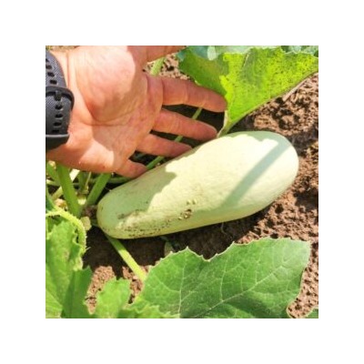 Цукино Белый из Триеста — Bianca di Trieste Zucchino (5 семян)