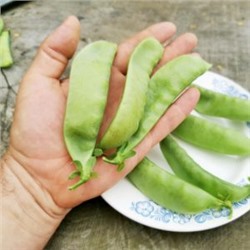 Горох Гигантский Сахарный Орегонский — Oregon Giant Pea (10 семян)