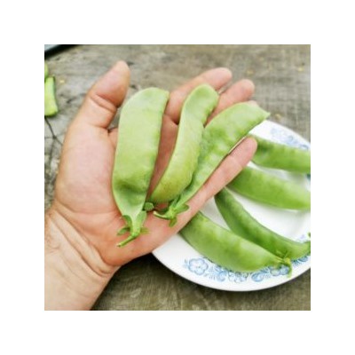 Горох Гигантский Сахарный Орегонский — Oregon Giant Pea (10 семян)