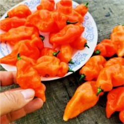 Сладкий Перец Хабанеро Хабанада — Pepper Sweet Habanero Habanada (5 семян)