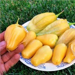 Физалис КОРОЛЕВА МАЛИНАЛЬКО Queen of Malinalco Tomatillos (15 семян)