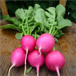 Редис Розовая Красавица — Pink Beauty (150 семян)
