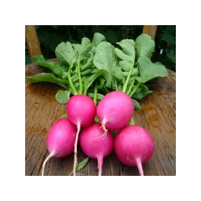 Редис Розовая Красавица — Pink Beauty (150 семян)