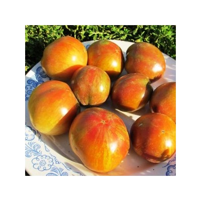Помидоры Гном Чероки Тигр Пурпурный Полосатый — Tomato Dwarf Cherokee Tiger Purple Stiped