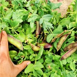 Снежный Пурпурный Императорский Горох — Snow Purple Imperial Peas (10 семян)