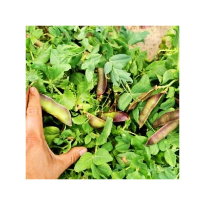 Снежный Пурпурный Императорский Горох — Snow Purple Imperial Peas (10 семян)
