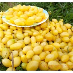 Помидоры Черри Сумасшедшие Ягоды — Bаrry’s Crazy Cherry Tomato (10 семян)