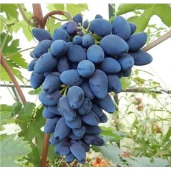 Виноград Викинг (Код: 92934)