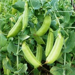 Снеп Горох — Snap Peas (10 семян)