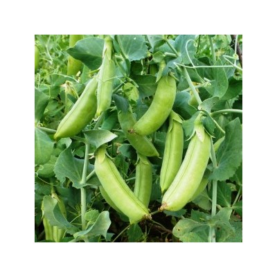 Снеп Горох — Snap Peas (10 семян)