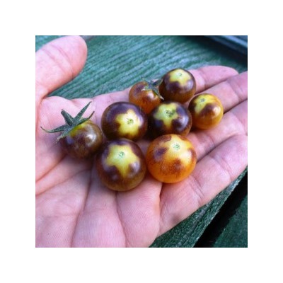 Помидоры — Amethyst Cream Cherry — Аметист Крем Черри (10 семян)