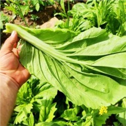 Гигантская Сладкая Тайваньская Горчица Сан Хо 大芥菜 San-Ho Giant (80 семян)