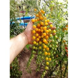 Мини Помидоры Gold Rush Currant (10 семян)