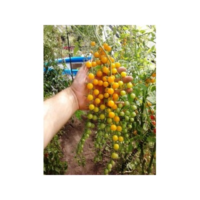 Мини Помидоры Gold Rush Currant (10 семян)