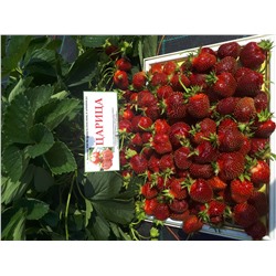 Царица, 6 шт.