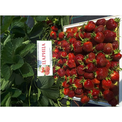 Царица, 6 шт.