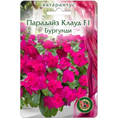 Катарантус Парадайз Клауд F1 Бургунди