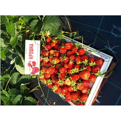 Крошка (земклуника), 6 шт.