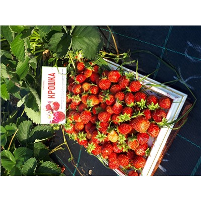 Крошка (земклуника), 6 шт.