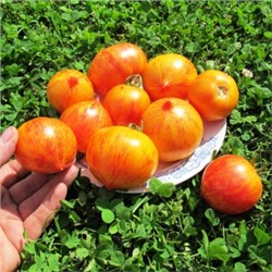 Помидоры Kozula 137 Bicolor — Козуля 137 двухцветная (10 семян)
