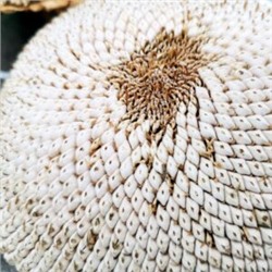 Белый Элефант Подсолнечник — White Elephant Sunflower (10 семян)