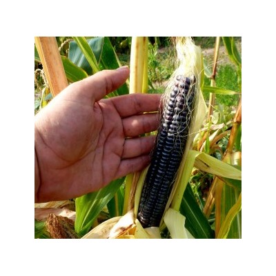 Чёрная Кукуруза Ацтеков — Black Aztec Corn (20 семян)