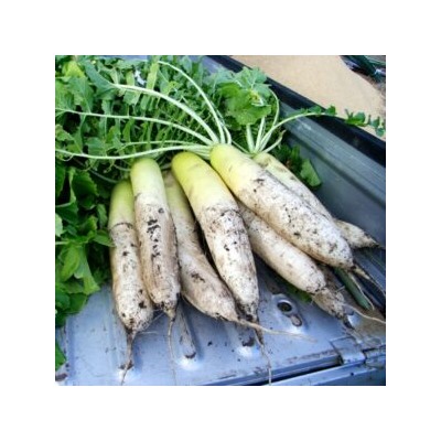 Аокуби Дайкон — Aokubi Daikon — 青首大根 (50 семян)