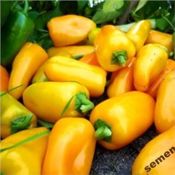 Сладкие Мини-перчики Три Цвета — Sweet Mini Peppers Three Colors (10семян)