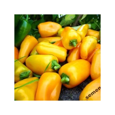 Сладкие Мини-перчики Три Цвета — Sweet Mini Peppers Three Colors (10семян)