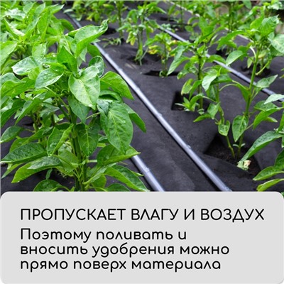 Материал мульчирующий, с перфорацией (4 ряда), 20×1.6 м, плотность 80 г/м², спанбонд с УФ-стабилизатором, чёрный, Greengo, Эконом 30%