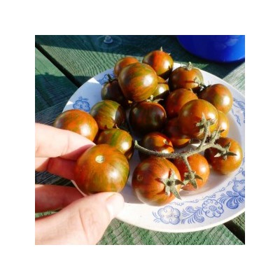 Помидоры — Black Zebra Cherry — Черри Черная Зебра (10 семян)