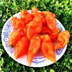 Сладкий Перец Хабанеро Хабанада — Pepper Sweet Habanero Habanada (5 семян)